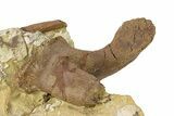 Fossil Dinosaur Bones & Tendons in Sandstone - Wyoming #292619-2
